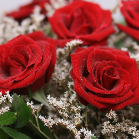 Red roses