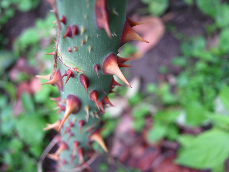 Spiny...