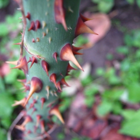 Spiny...