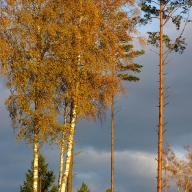 Lighted pine-tree