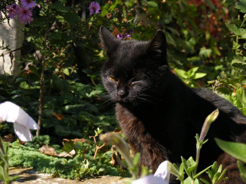 Котката от моя двор