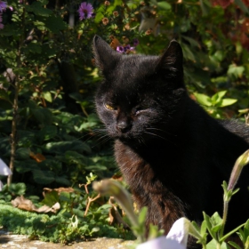 Котката от моя двор