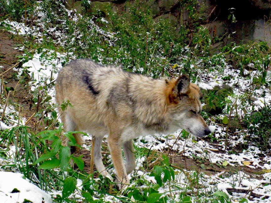 Timber wolf