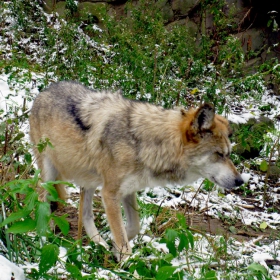Timber wolf