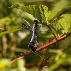 Копулационно колело ( Libellula depressa )