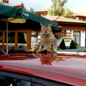котка върху студен ламаринен покрив