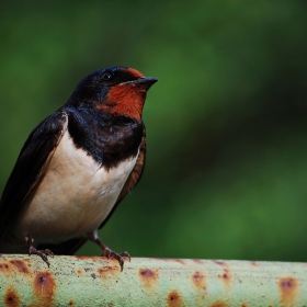 Селска лястовица (Hirundo rustica)