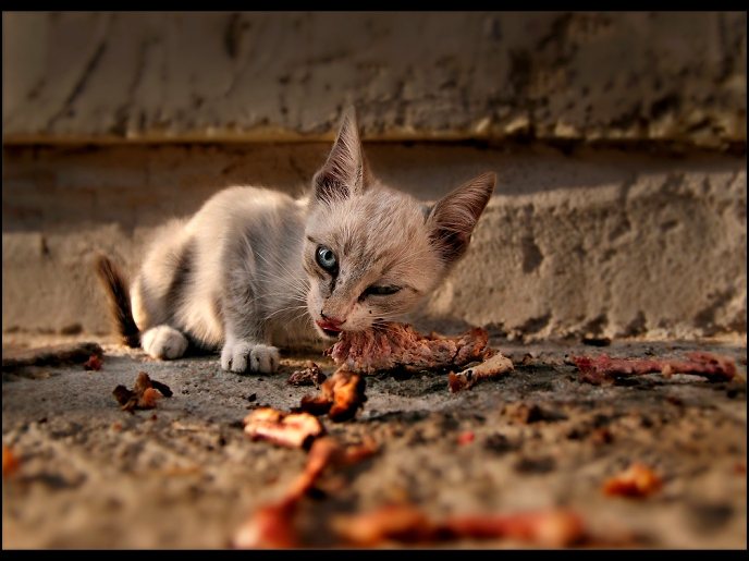 .. Whiskas for Real Cats  ..