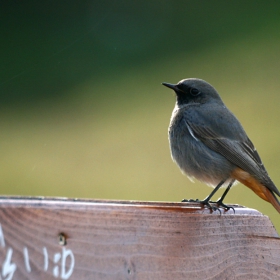 Домашна червеноопашка (Phoenicurus ochruros)