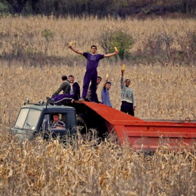 Corn collectors