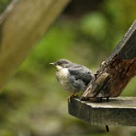  Воден кос  - млад (Cinclus cinclus)