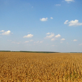 Добруджанско