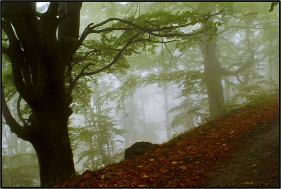  beech forest
