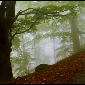  beech forest