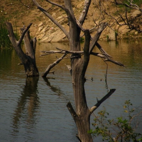 водата и дървото