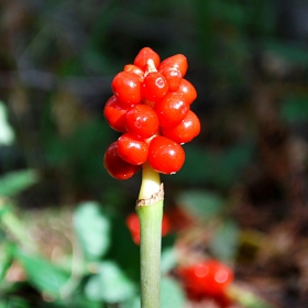 Змийска хурка/Arum maculatum/