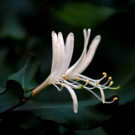 Лоницера, орлови нокти - Lonicera japonica (Madreselva japonesa)