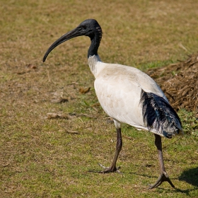 australian white ibis