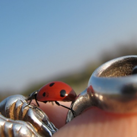 Ladybird