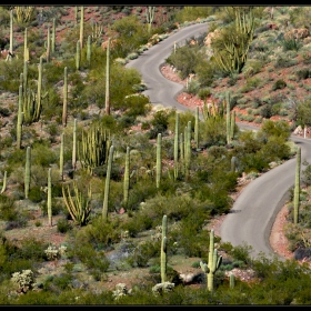 Organ Pipe Cactus National Monument