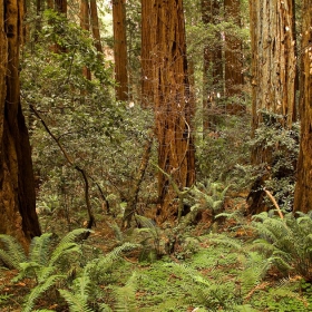 More Muir Woods