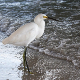 snowy egret