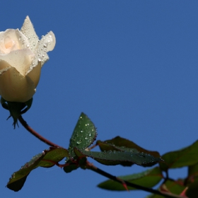 White rose