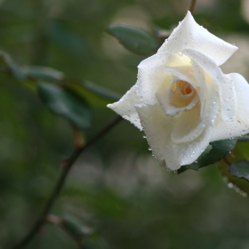 White rose 1