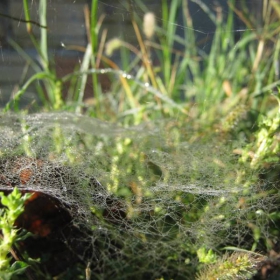 Spider's net