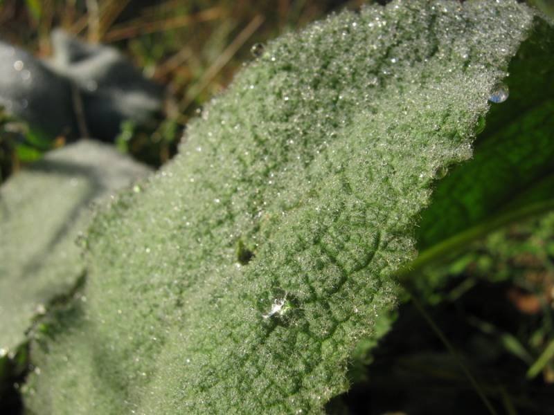 Morning dew