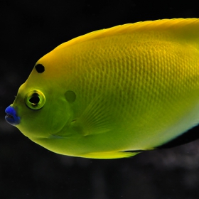 golden lemon fish