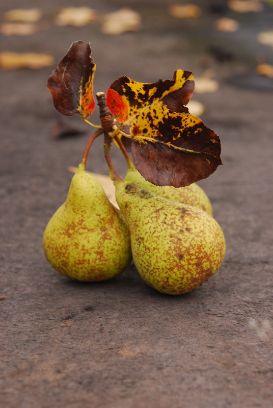Pears-без обработка