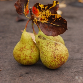 Pears-без обработка