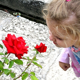 rose
