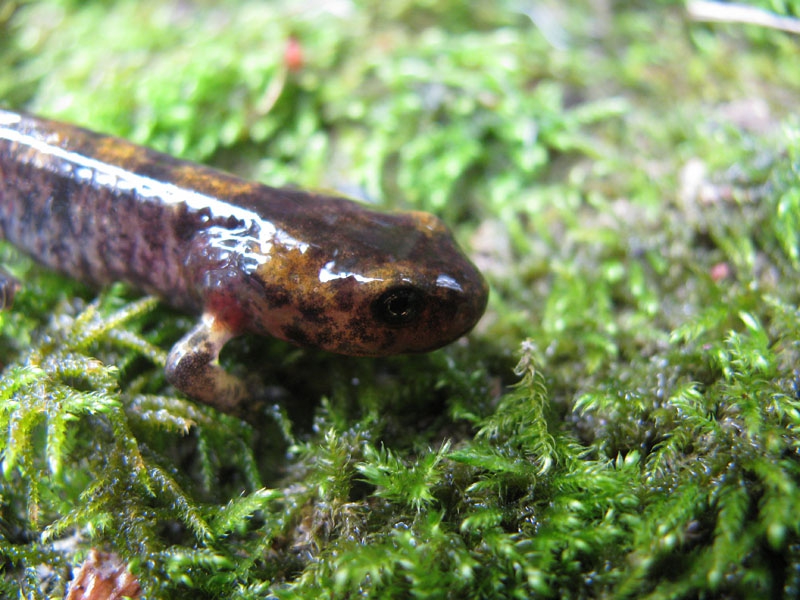 Salamander