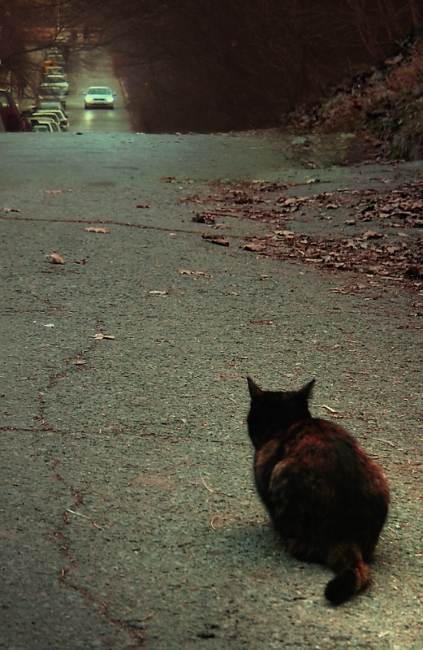 Curiosity....