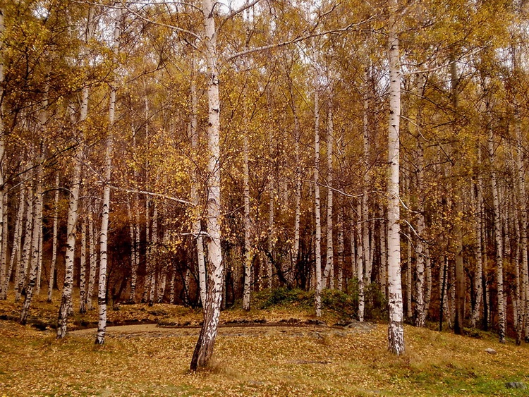 В разгара на есента