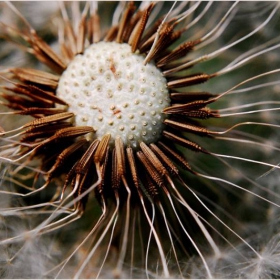 Dandelion