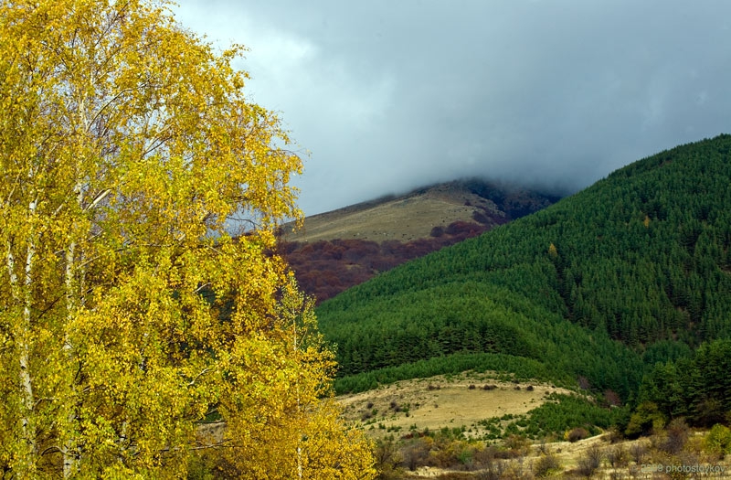 Birch