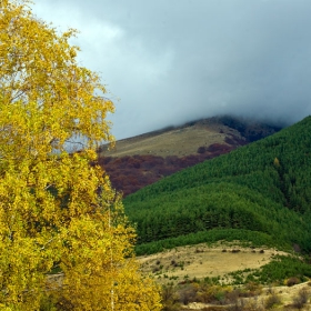 Birch