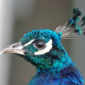 Peacock portrait...