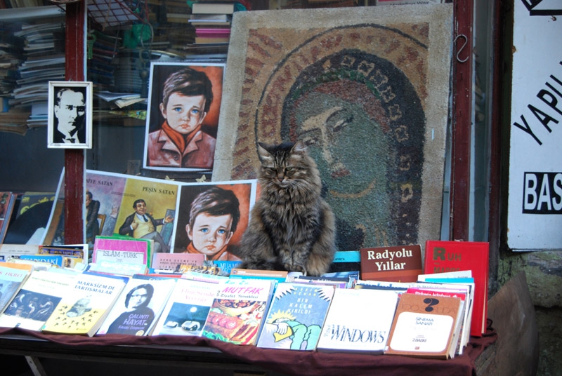 Erudite Istanbul's Cat
