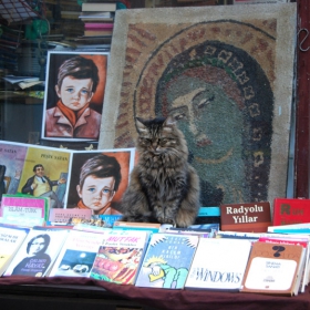 Erudite Istanbul's Cat