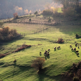 Мълчанието на агнетата