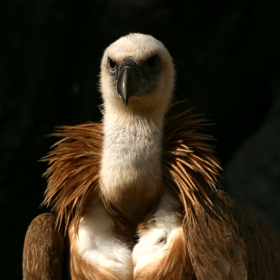 G.fulvus