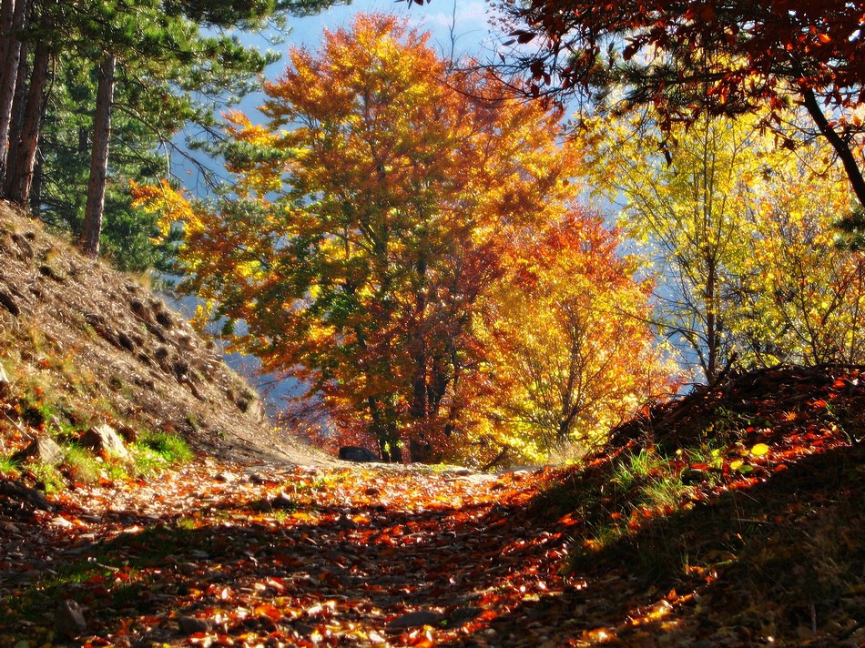 Пламъци