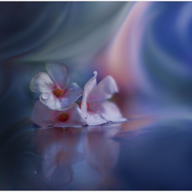 :::Blue Night:::II