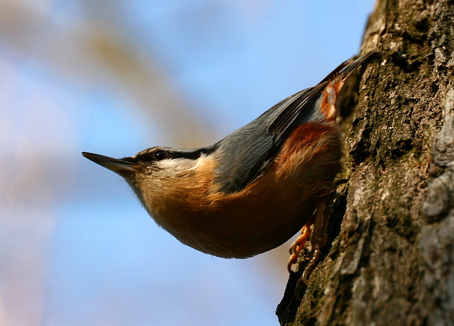 Горска зидарка (Sitta europaea)
