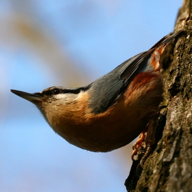 Горска зидарка (Sitta europaea)