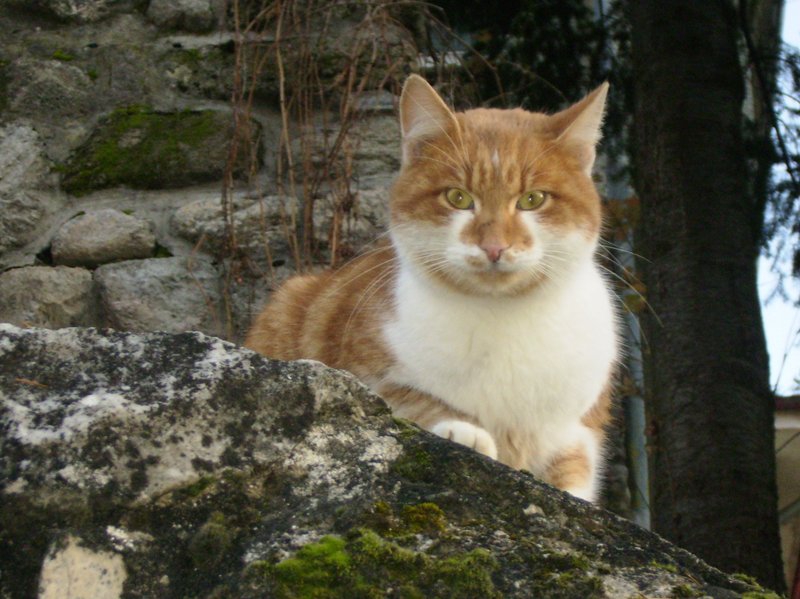 Котаранче...